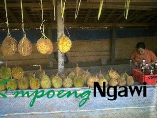Durian Khas Ngrambe-Ngawi