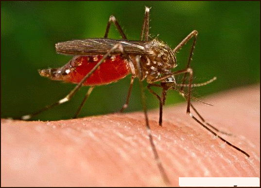 Peneliti Amerika ingin Kembangkan Teknologi untuk Menghilangkan Manusia dari Pandangan Nyamuk