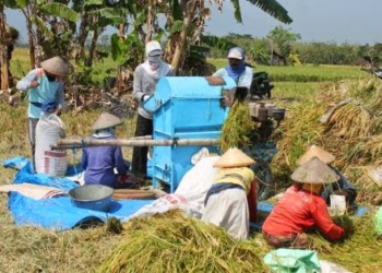 Meski Mulai Panen Raya, Petani Ngawi Banyak Yang Merugi