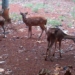 Penandaan atau ‘Tagging’ Rusa di Ngawi