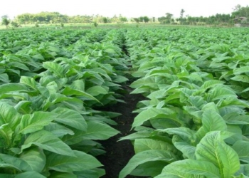 Pemkab Sosialisasikan Produksi Tembakau Nikotin Rendah