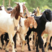 Kenapa Berqurban ?
