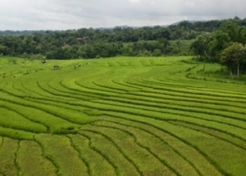 Hamparan Sawah di Ngawi Kita