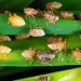 Petani Ngawi Was-was Merebaknya Serangan Hama Padi