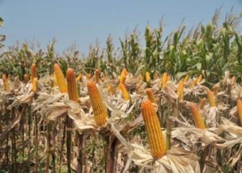 Gandeng Perhutani, Pemkab Perluas Lahan Jagung di Ngawi