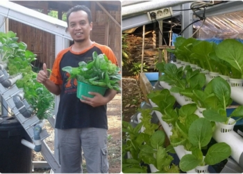 Sukses Dengan Percobaannya, Choirul Akan Kembangkan Budidaya Sayuran Hidroponik