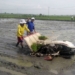 Petani Ngawi Sudah Mulai Menggunakan Mesin Tanam Padi Jarwo