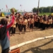 Serunya Pesta Siaga di Kwartir Ranting Gerakan Pramuka Karangjati