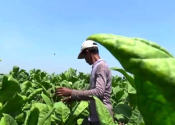 Petani Tembakau Ngawi Diuntungkan Kondisi Kemarau Panjang