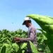 Petani Tembakau Ngawi Diuntungkan Kondisi Kemarau Panjang