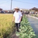 Wamendes Budi Arie Setiadi Kunjungi Desa Gendingan dan Resmikan Destinasi Wisata Sawah Merti Bumi