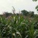 Dampak Pandemi COVID-19, Petani Jagung Asal Legowetan Ini Pasrah dengan Harga Jual Dibawah Normal