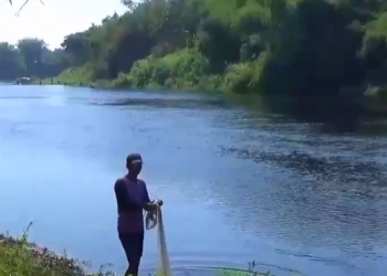 Meski Tak Berbau, Air Bengawan Solo Di Wilayah Ngawi Menghitam dan Membuat Ikan “Teler”