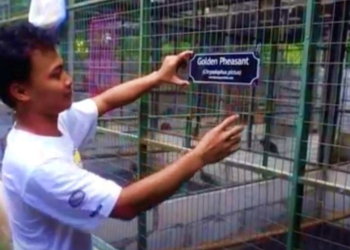 Eko Cahyo Saputro Sukses Beternak Ayam Hias Impor dengan Omset Rp 80 Juta per Bulan