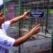Eko Cahyo Saputro Sukses Beternak Ayam Hias Impor dengan Omset Rp 80 Juta per Bulan