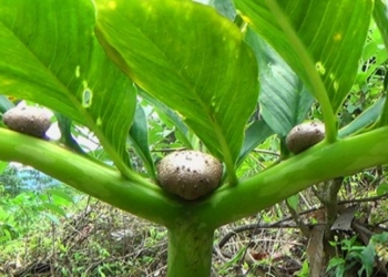 Ekspor Porang dari Ngawi? Mengapa Tidak