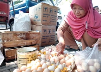 Harga Telur Ayam di Kabupaten Ngawi Tembus Rp 32 Ribu per Kilo