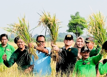 Bupati Situbondo panen padi BK 01 agritan dengan produksi 9 ton/ha