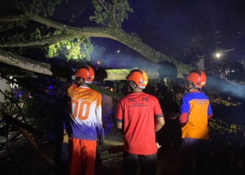 Pemotor tewas tertimpa pohon tumbang di Trenggalek