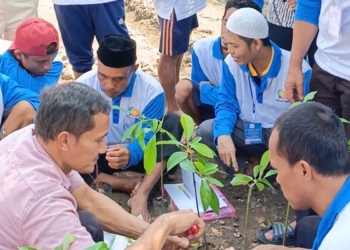 Lapas Surabaya latih warga binaan budi daya Alpukat Aligator