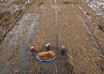 Miris Ribuan Hektare Lahan Sawah Terendam Banjir di Demak