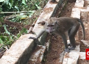 Warga Bogor Panik Lihat Kawanan Monyet Datangi Permukiman