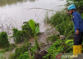 Buaya endemik Bengawan Solo muncul lagi di Bojonegoro