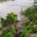 Buaya endemik Bengawan Solo muncul lagi di Bojonegoro