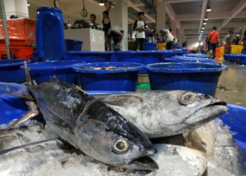 PT Perikanan Indonesia siap penuhi ketersediaan ikan jelang Lebaran