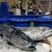 PT Perikanan Indonesia siap penuhi ketersediaan ikan jelang Lebaran