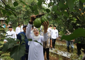 Pemkab Banyuwangi minta Disperta promosikan alpukat aligator