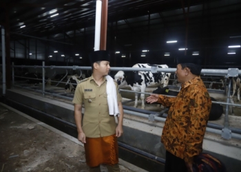 Bupati Trenggalek sebut investasi sapi perah tingkatkan daya saing daerah