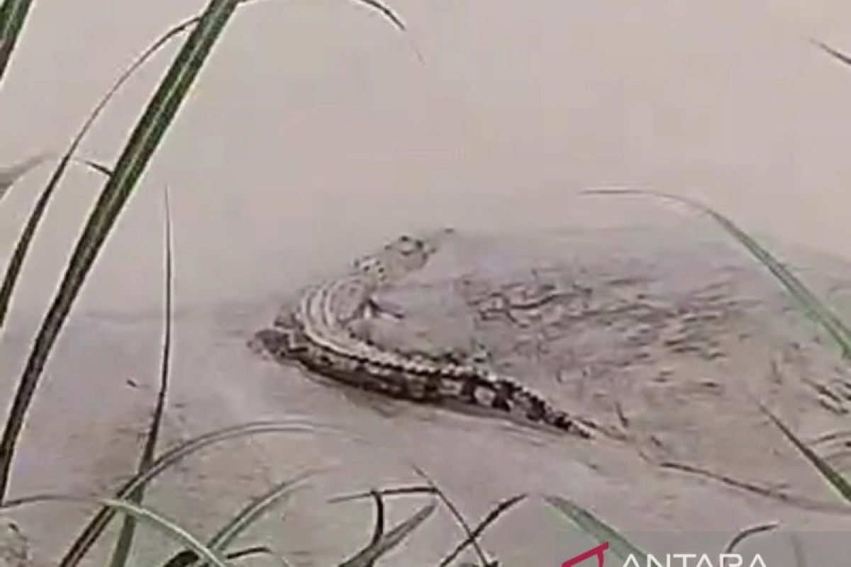 Warga anggap kemunculan Buaya Endemik Bengawan Solo biasa