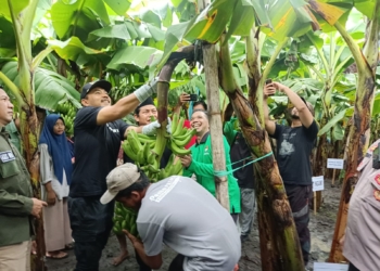 Perdana, Ngawi Panen Pisang Cavendish