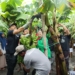 Perdana, Ngawi Panen Pisang Cavendish