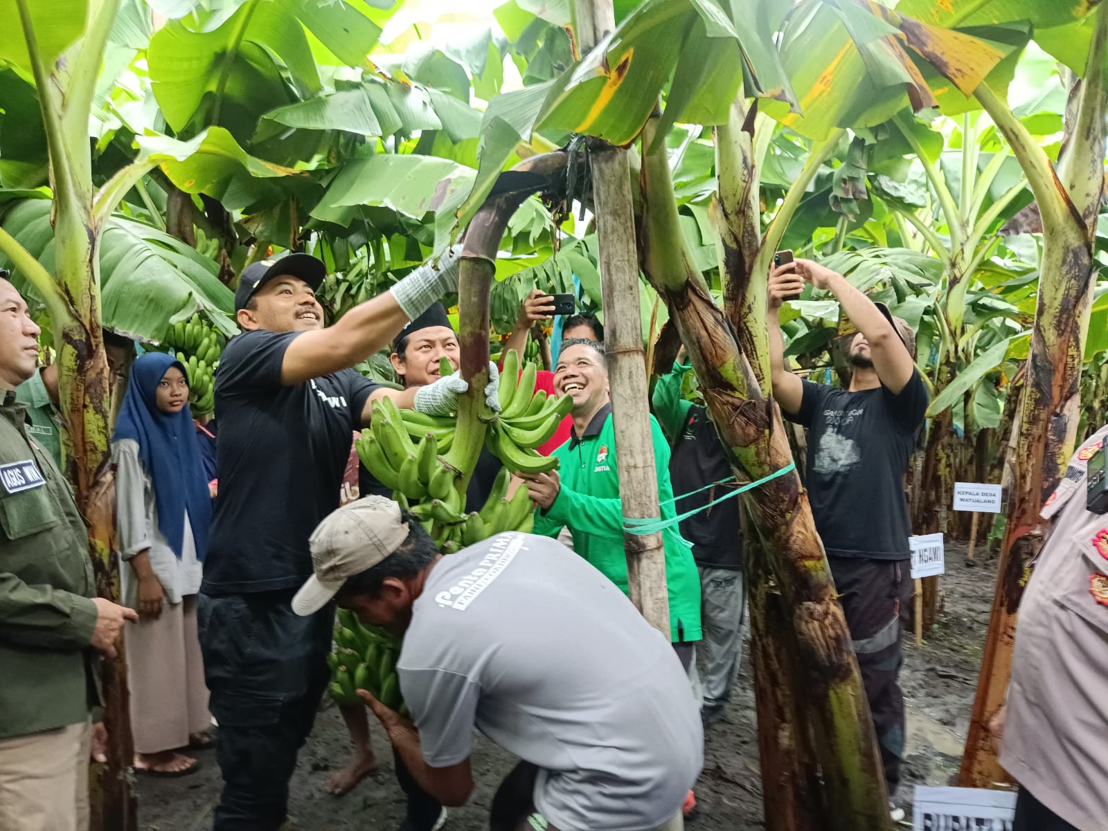 Perdana, Ngawi Panen Pisang Cavendish