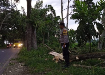 Satu korban meninggal tertimpa pohon tumbang di Jember