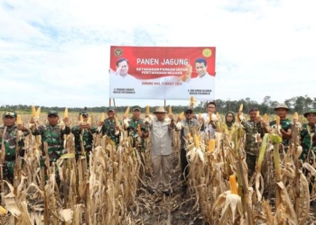 Panen Jagung Food Estate di Gunung Mas Sekitar 25 Ton
