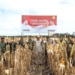Panen Jagung Food Estate di Gunung Mas Sekitar 25 Ton