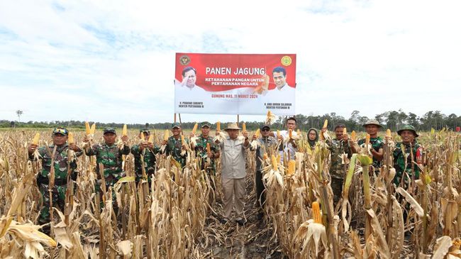 Panen Jagung Food Estate di Gunung Mas Sekitar 25 Ton