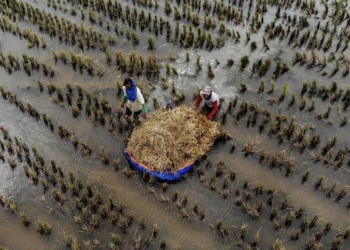 Lahan Pertanian Terendam Banjir Luapan Bengawan Solo