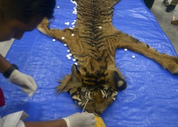 Dua Penjual Kulit Harimau di Tapsel Sumut Dituntut 3,5 Tahun Bui
