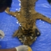 Dua Penjual Kulit Harimau di Tapsel Sumut Dituntut 3,5 Tahun Bui