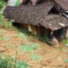Belasan rumah rusak tertimbun longsor di Trenggalek