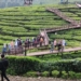 Wisatawan ke Gunung Gambir Jember terus meningkat saat libur Lebaran