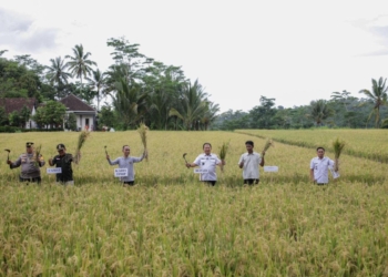 Panen padi organik di Desa Darsono Jember mencapai 6 ton per hektare