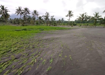 Penanganan infrastruktur pertanian jadi prioritas usai banjir Lumajang