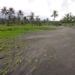 Penanganan infrastruktur pertanian jadi prioritas usai banjir Lumajang
