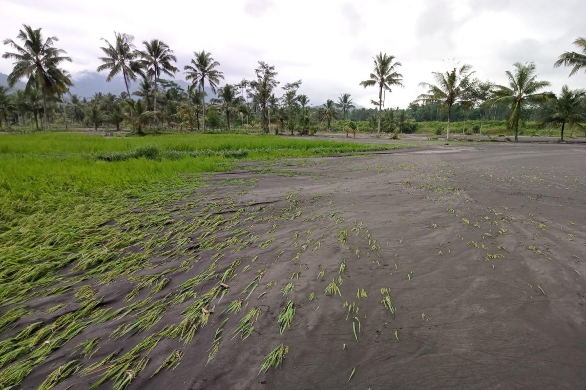 Penanganan infrastruktur pertanian jadi prioritas usai banjir Lumajang