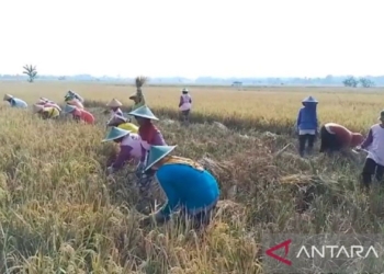 Disperta Kabupaten Madiun catat produksi padi MPI mencapai 82.431 ton